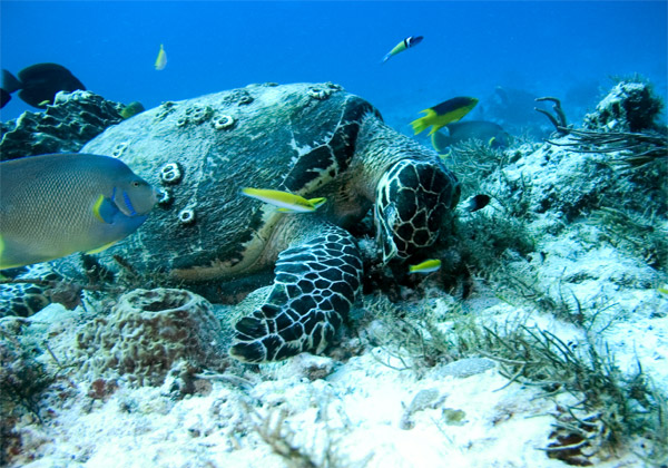 turtle dining with friends