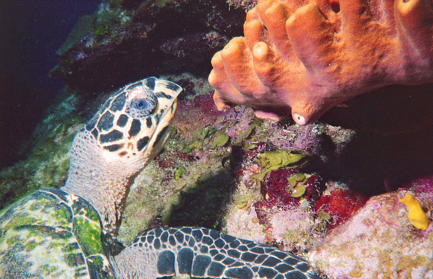 turtle eating