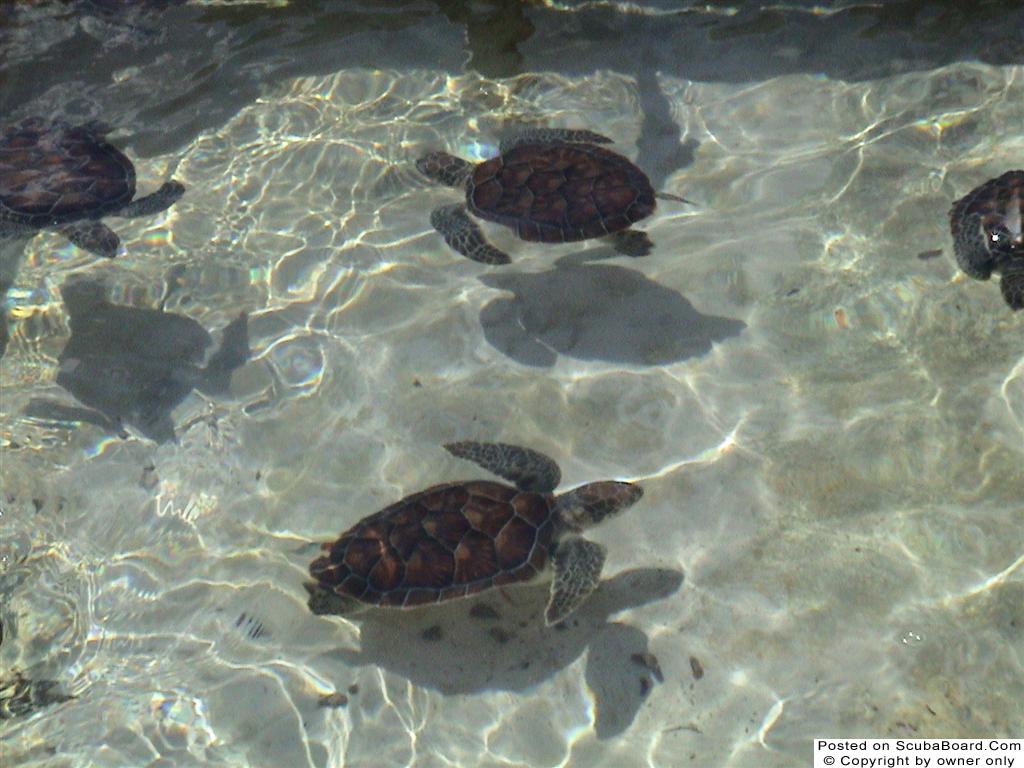 Turtle Farm Babies