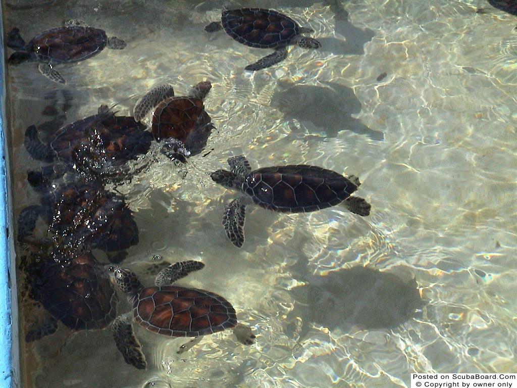 Turtle Farm Babies2