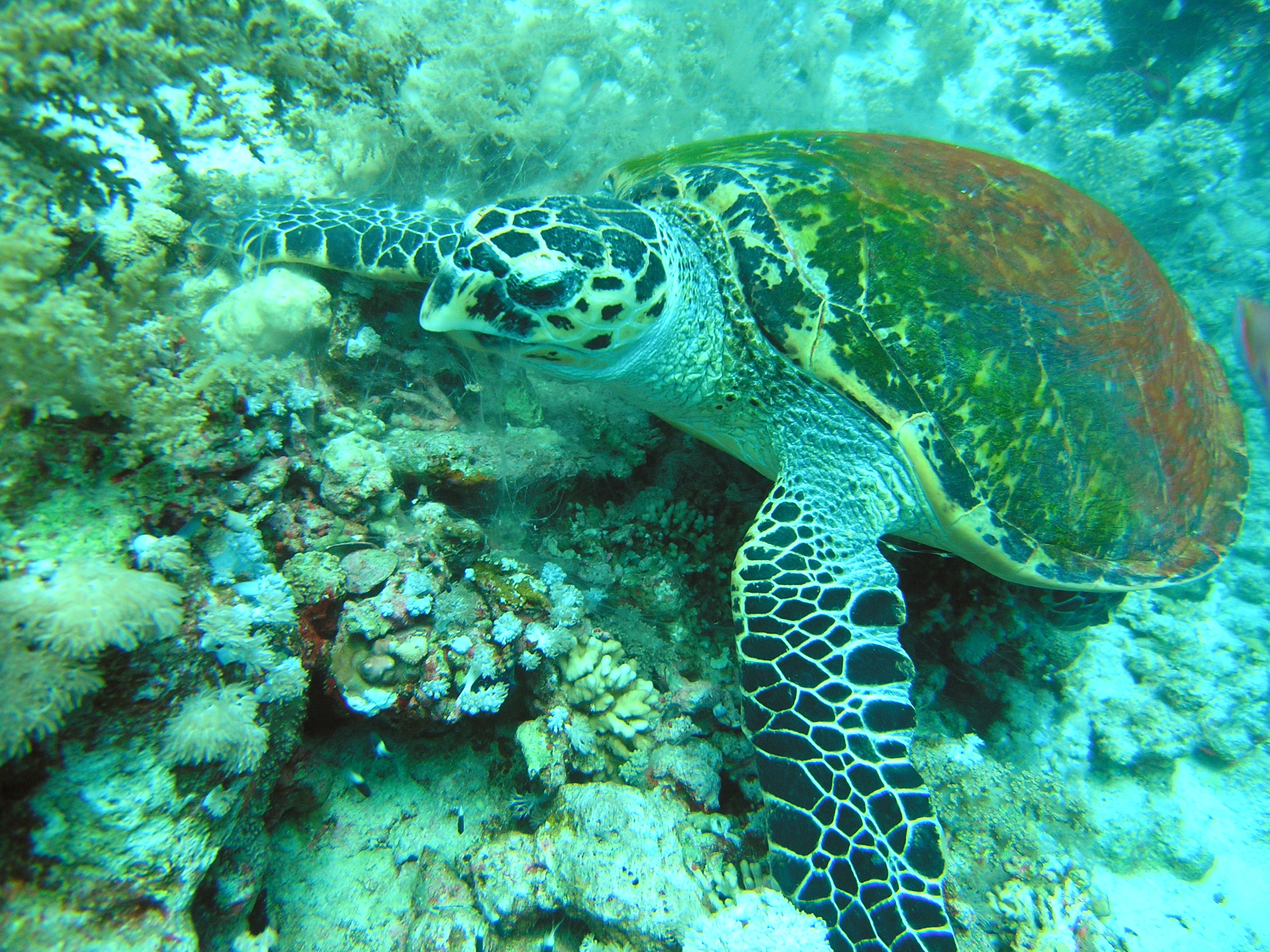 Turtle feeding on soft coral
