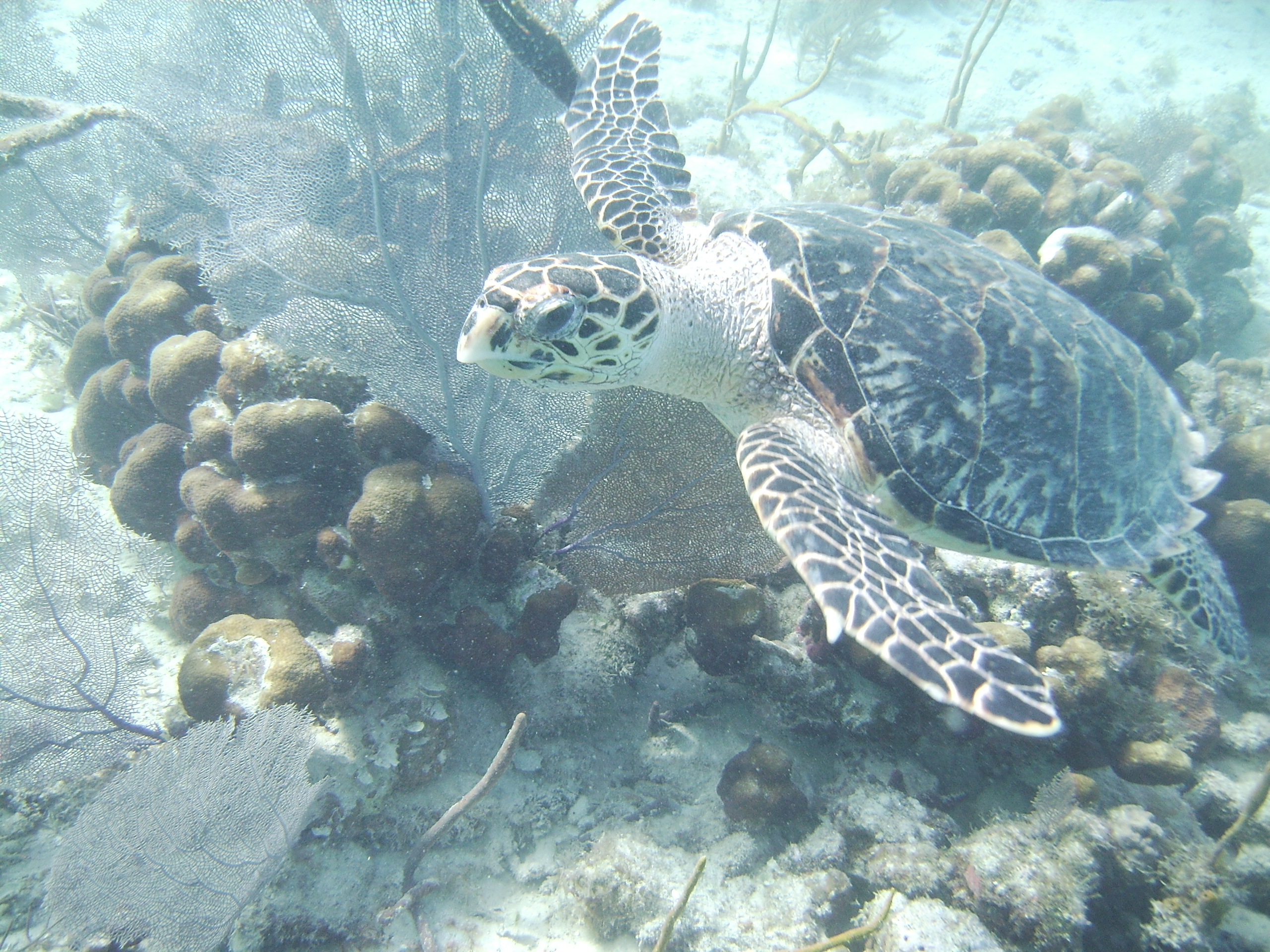 Turtle found snorkeling