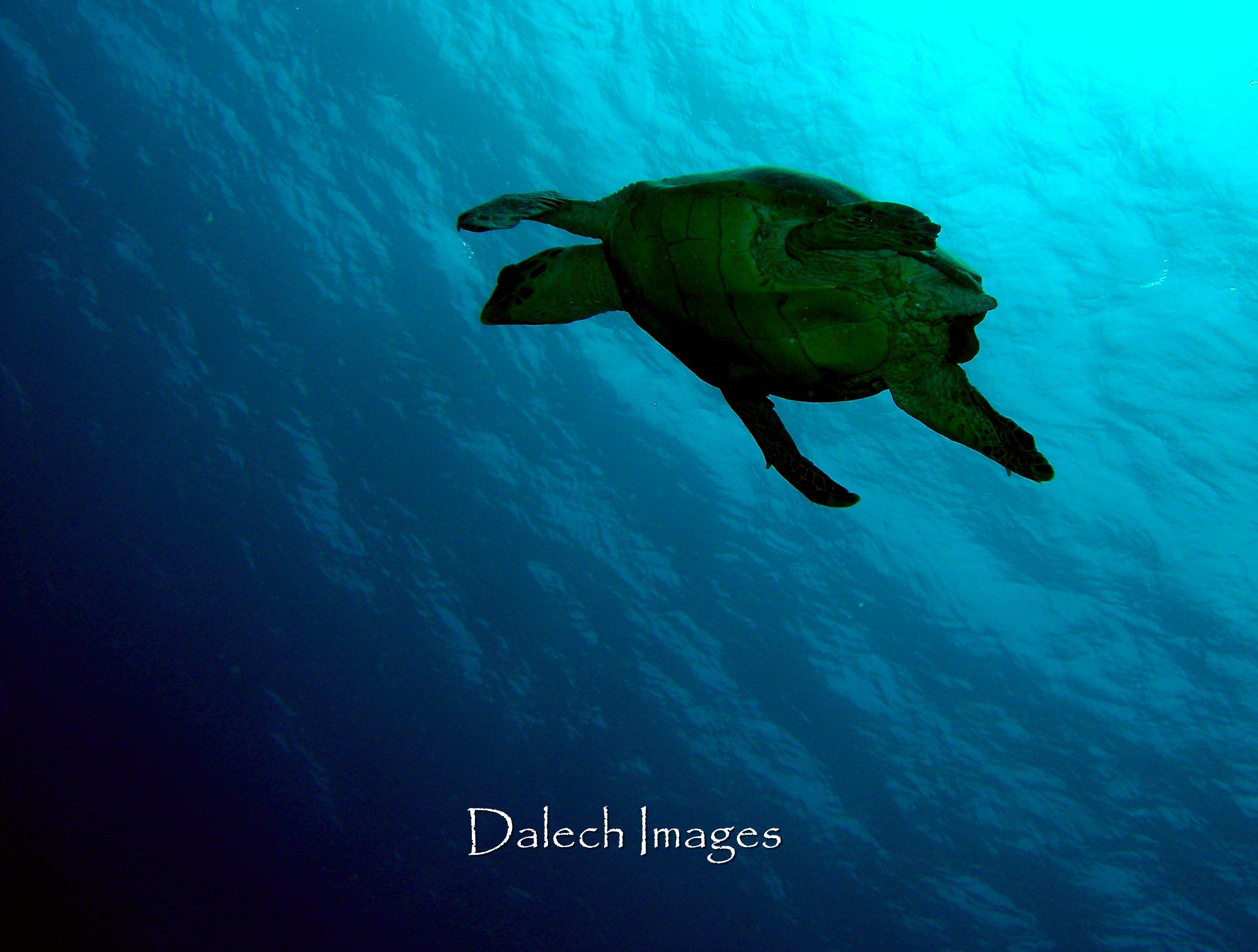 Turtle from Below