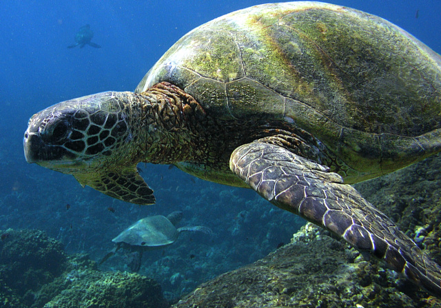 Turtle Gaggle