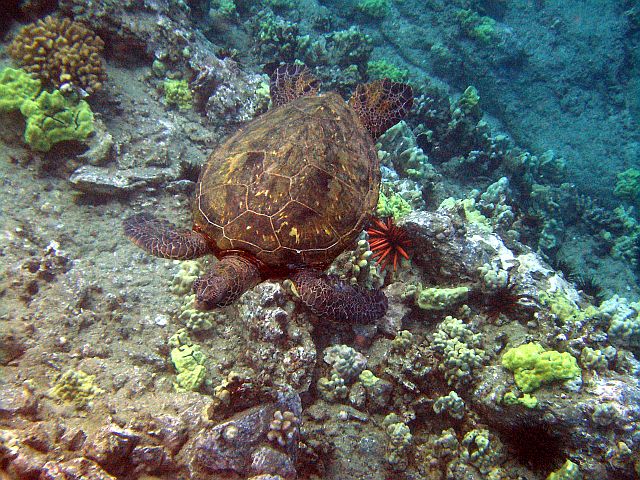 Turtle in Maui