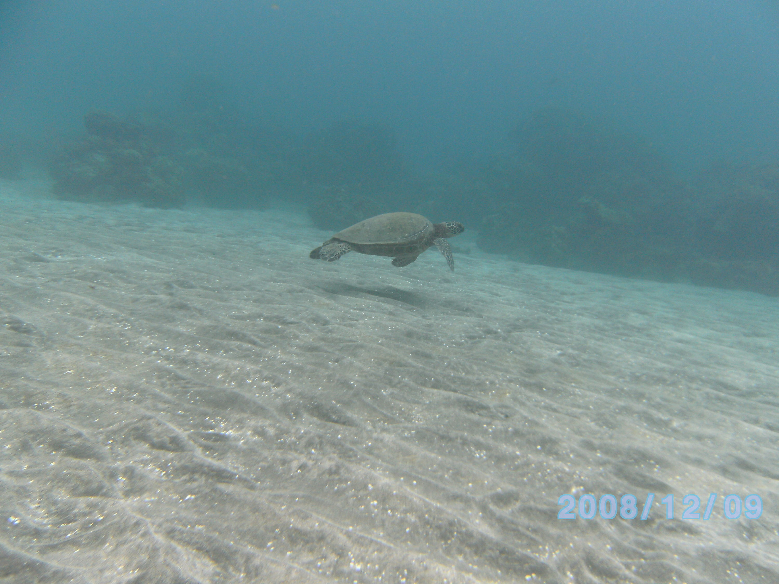 Turtle in Olowalu bay on Maui