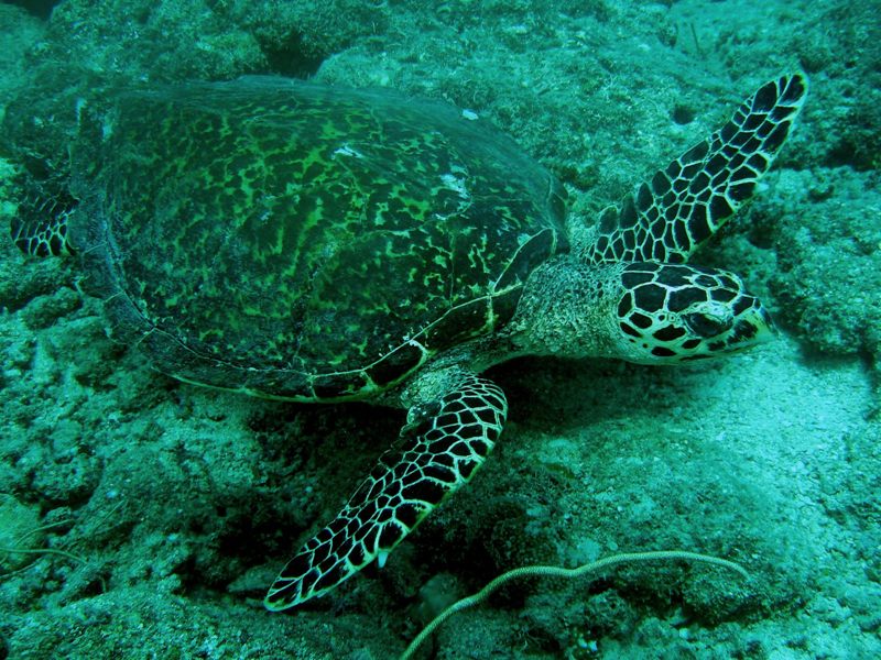 Turtle in Palau