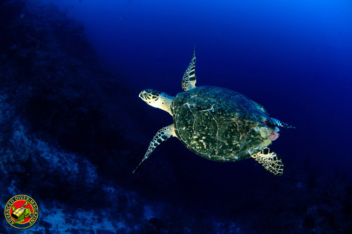 Turtle in the Deep