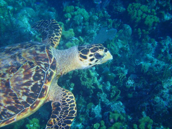 Turtle - Little Cayman - May 08