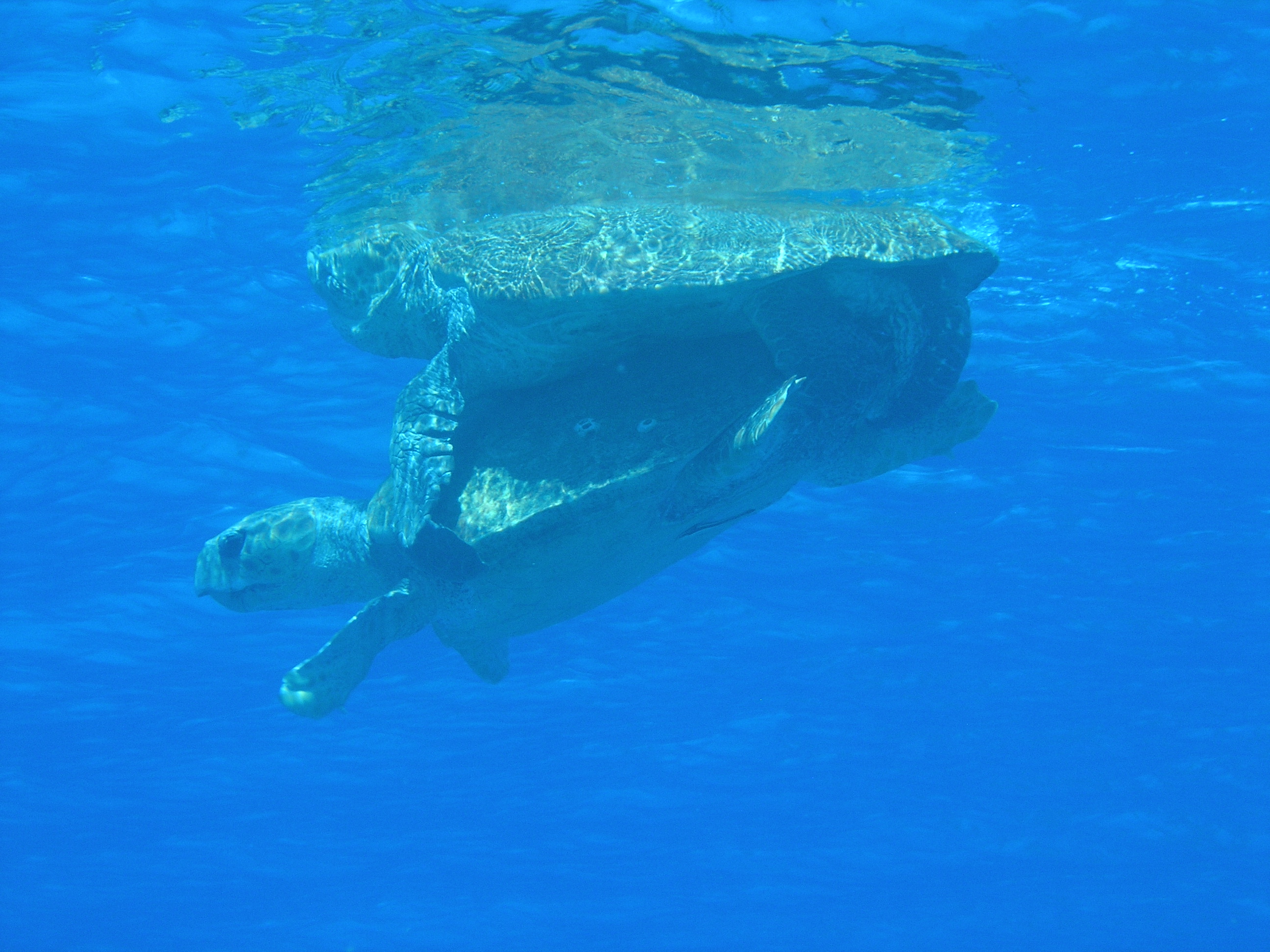 Turtle Love Grand Bahama Scuba Style