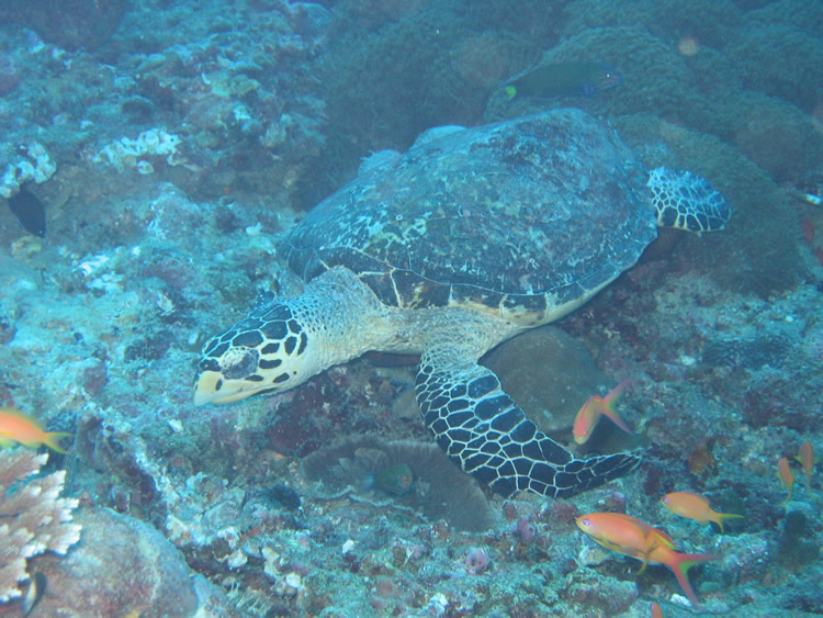 Turtle, Maldives 1