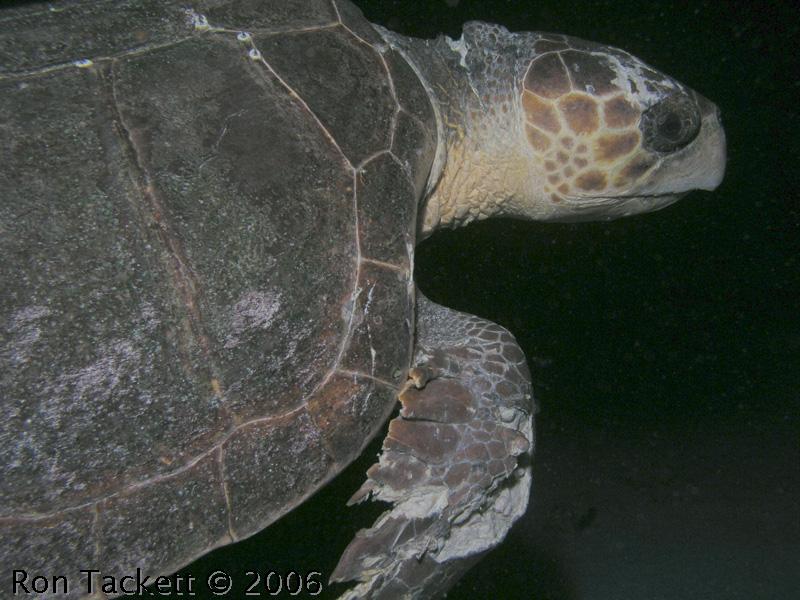 Turtle on a night dive, Bahamas on the Nekton Pilot
