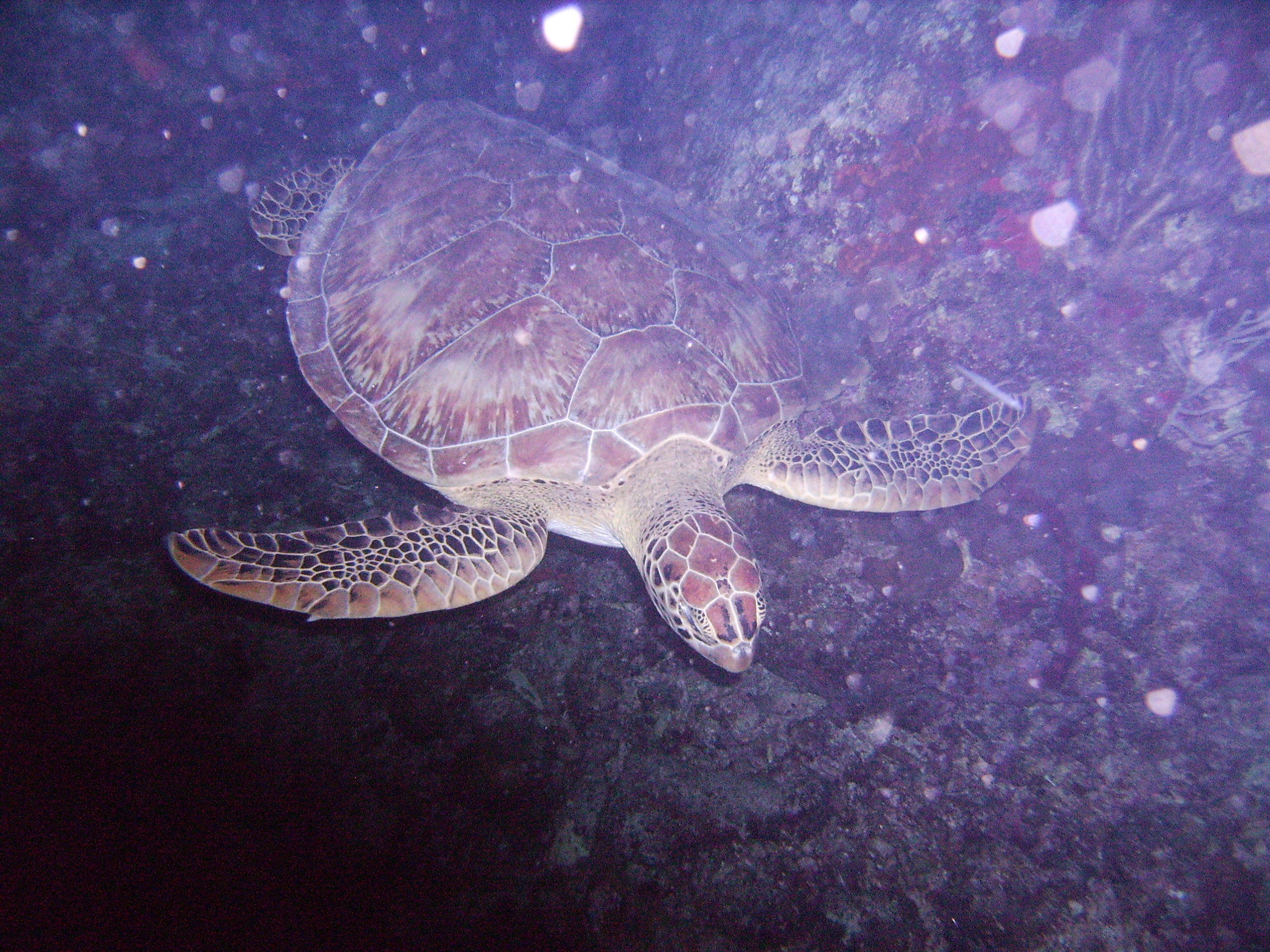 Turtle on a night dive, St Thomas