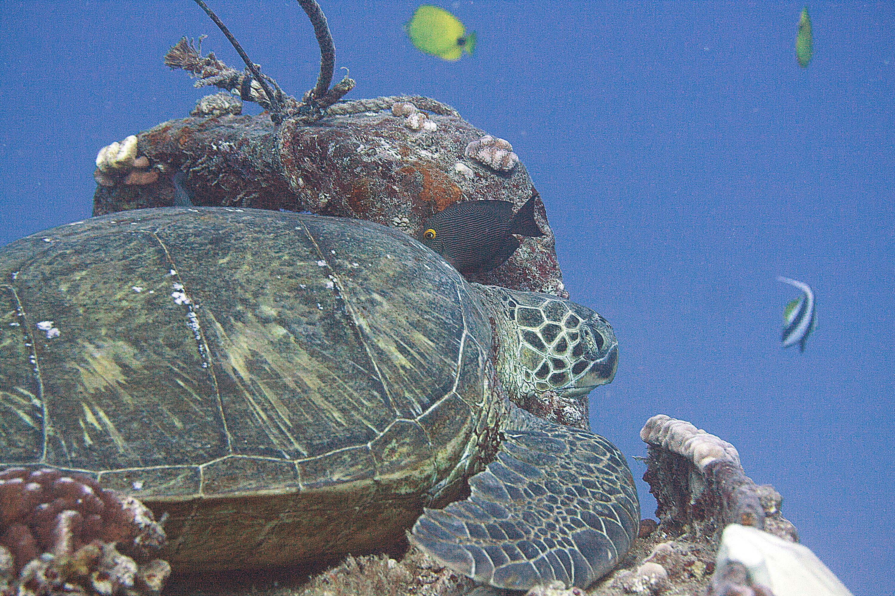 Turtle on deck of YO 257, Oahu
