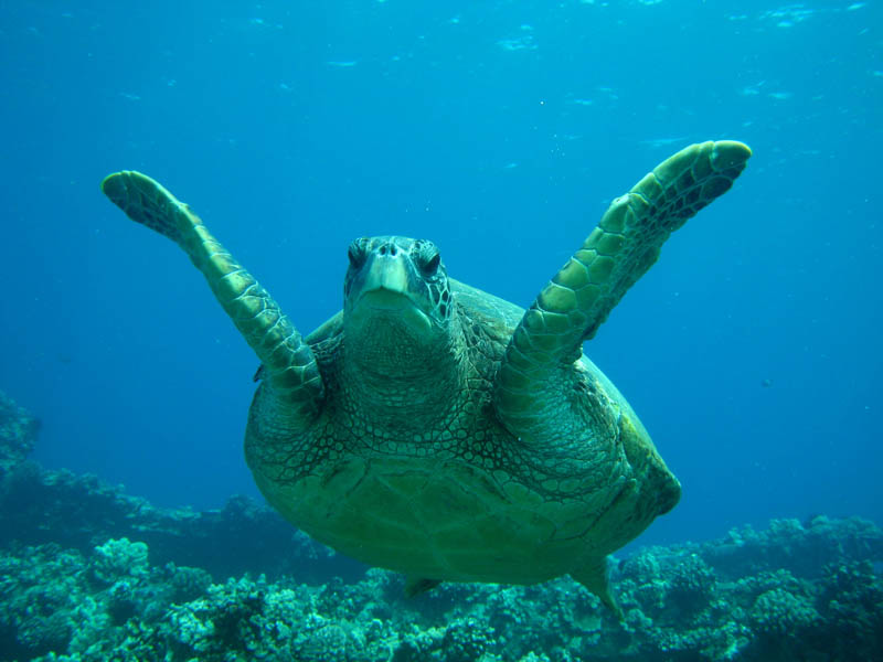 Turtle on Maui