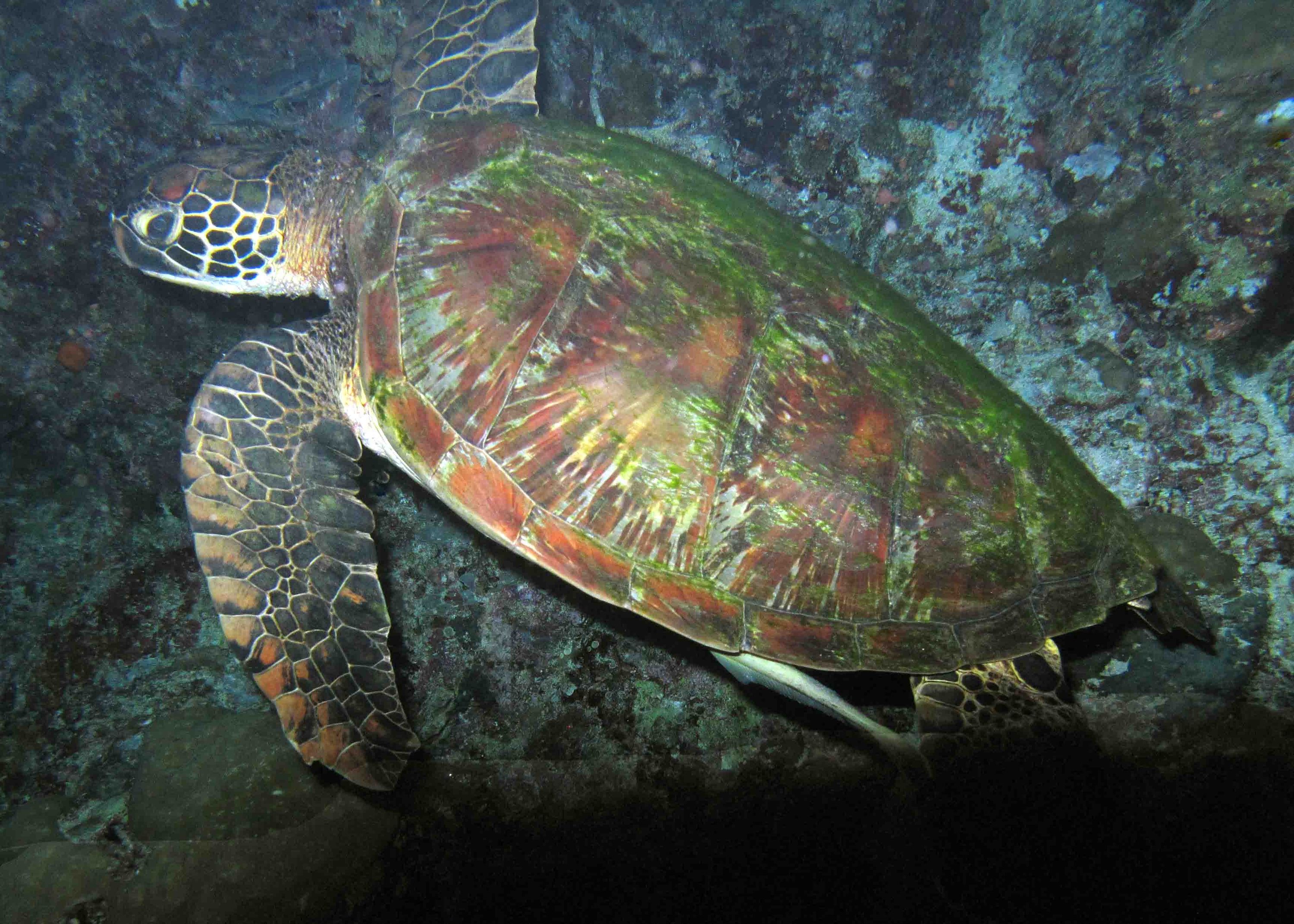 Turtle on night dive