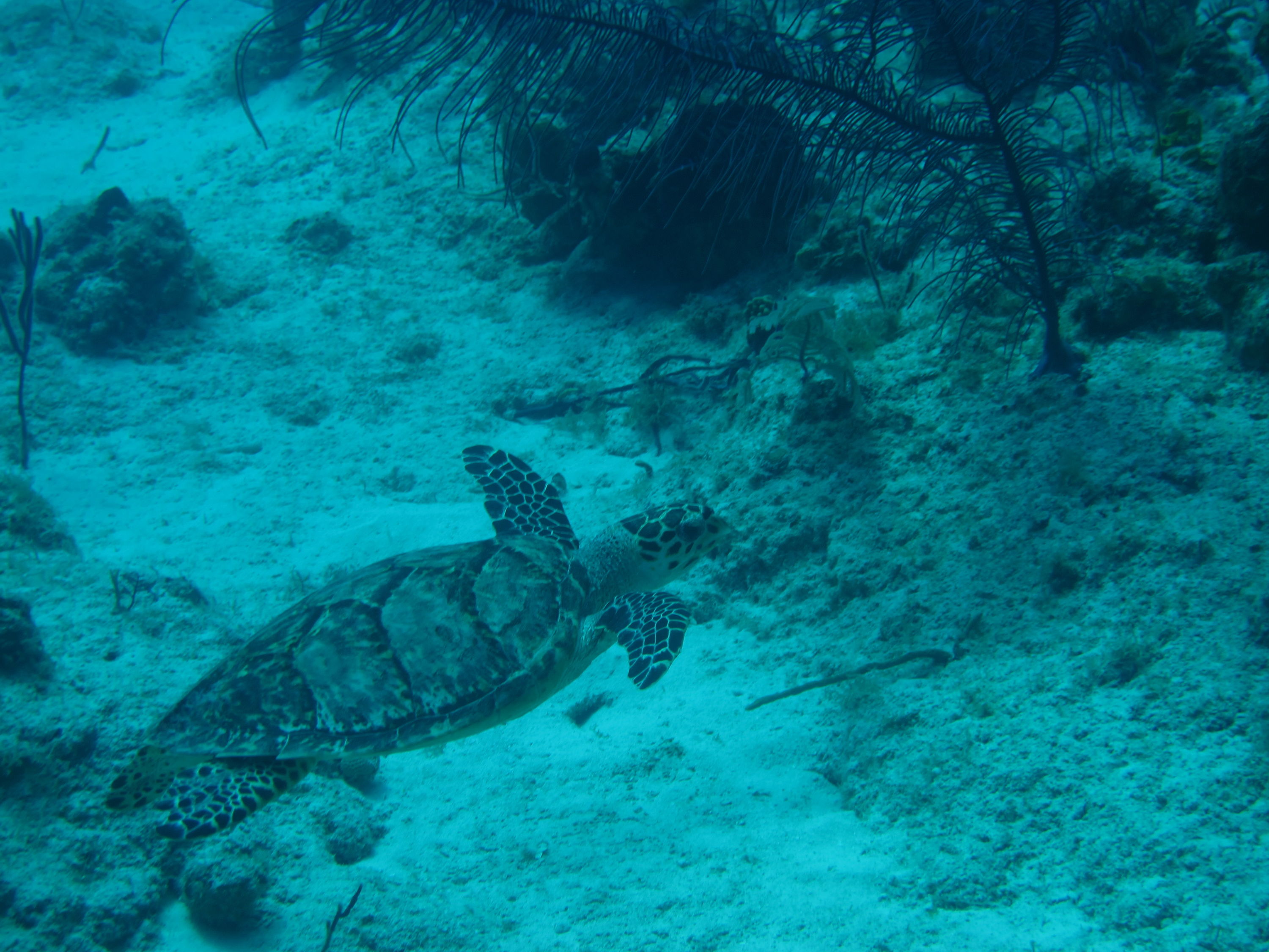 Turtle on top of the wall