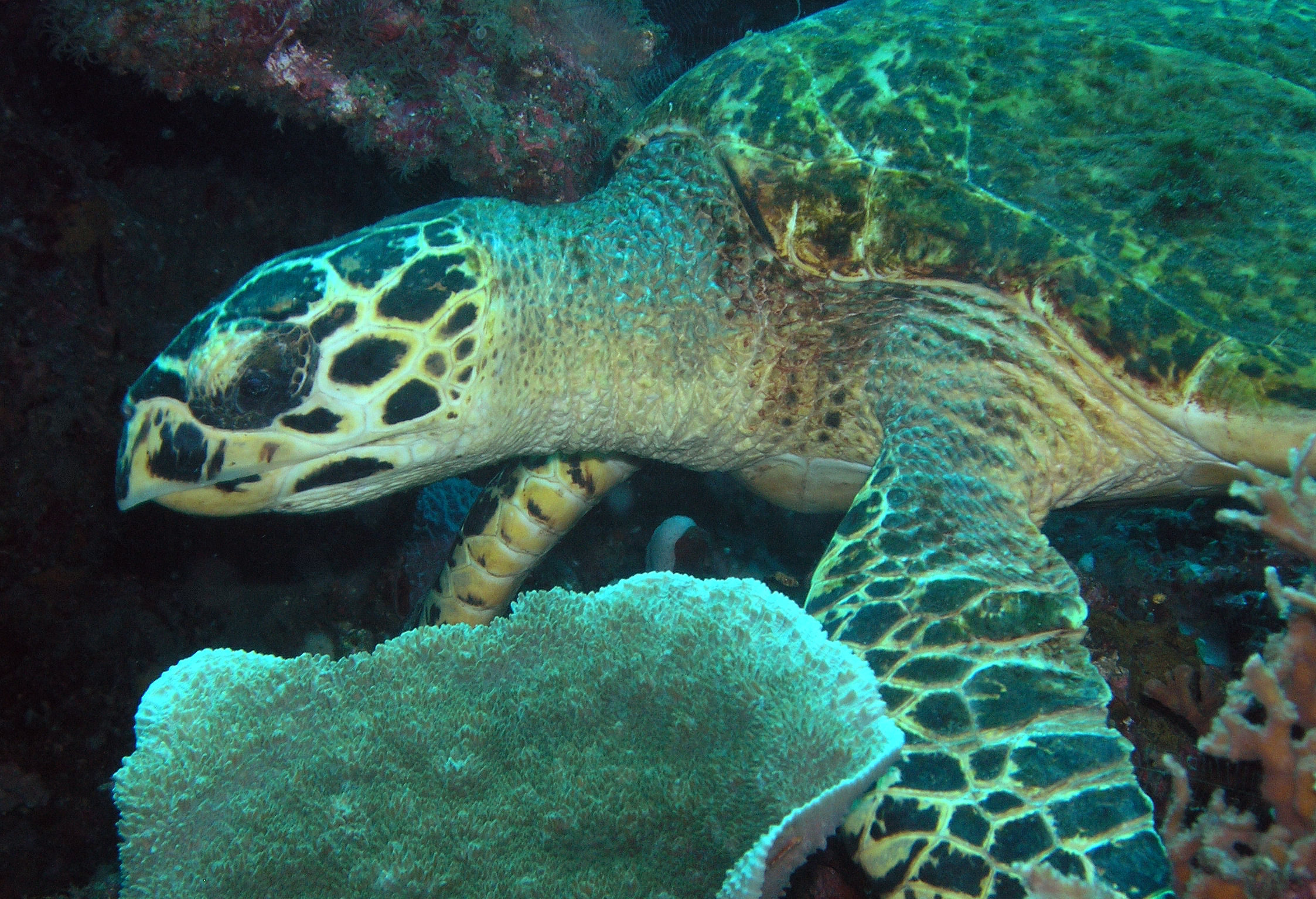 Turtle pauses reef wrecking