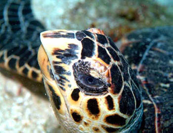 turtle portrait
