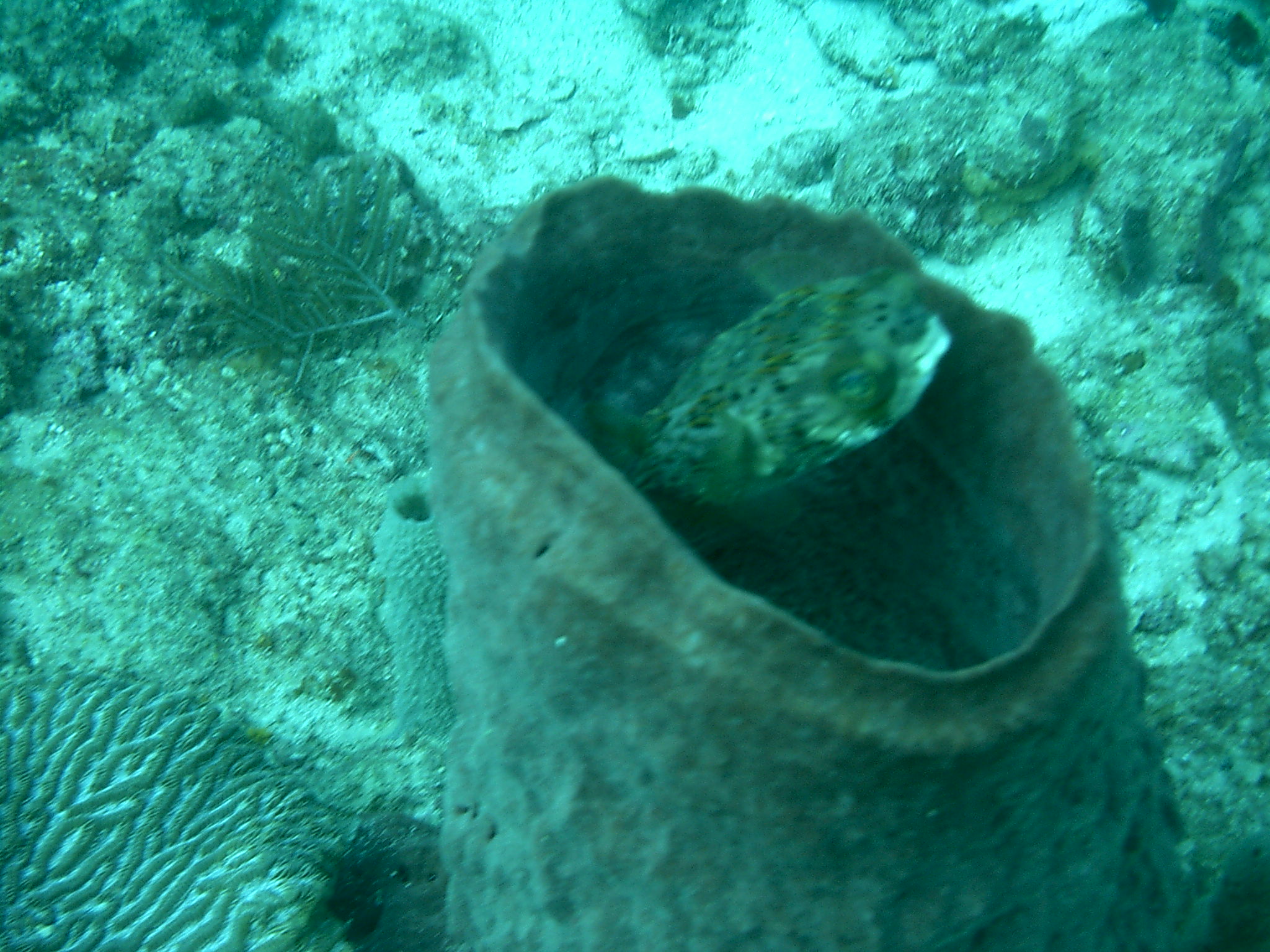 Turtle reef, Pompano Beach, Fla