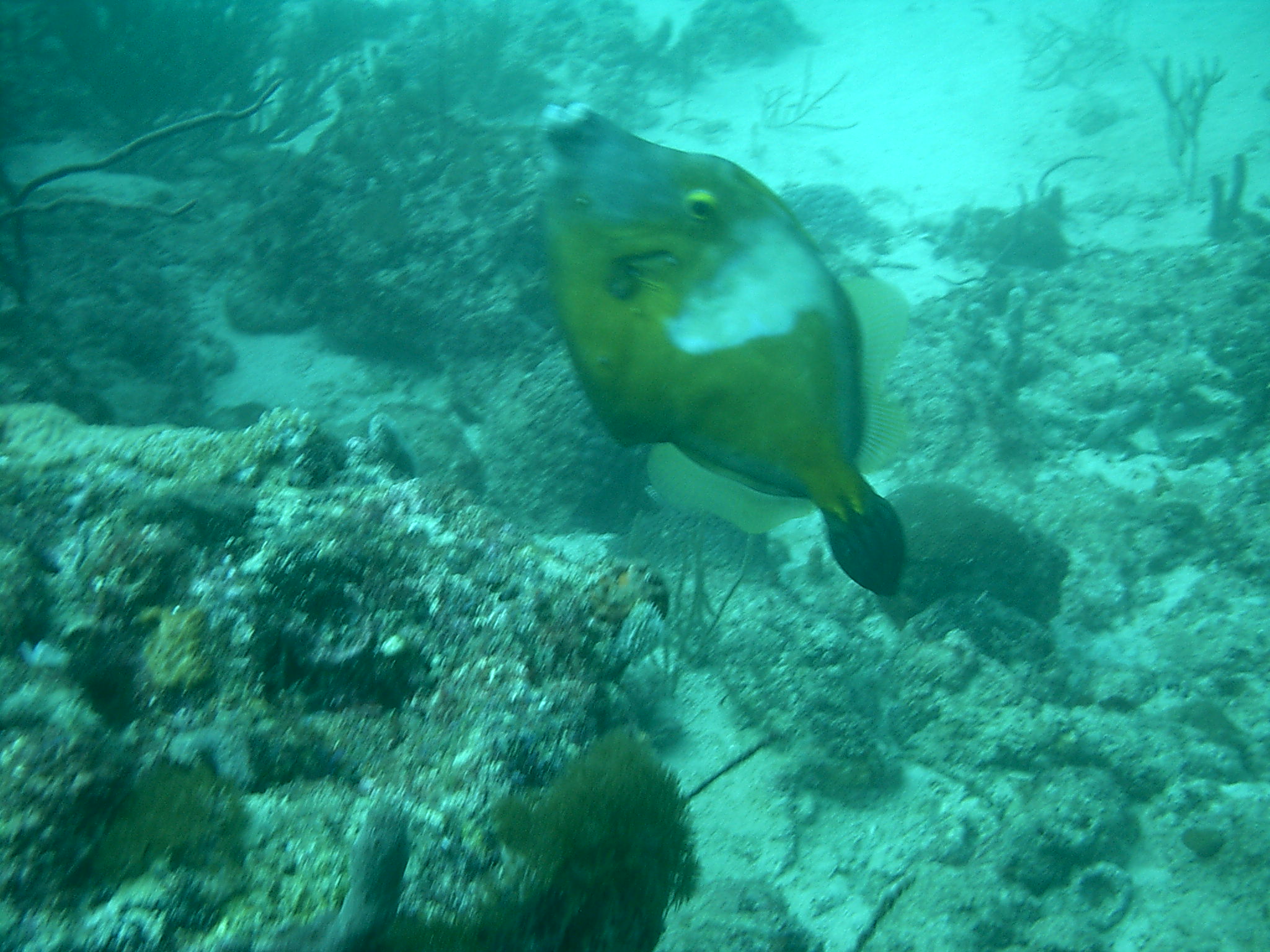 Turtle reef, Pompano Beach, Fla