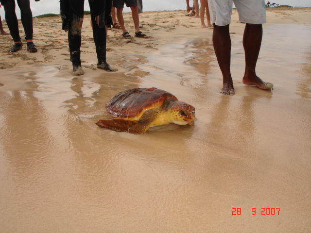 Turtle released last minute from drowning