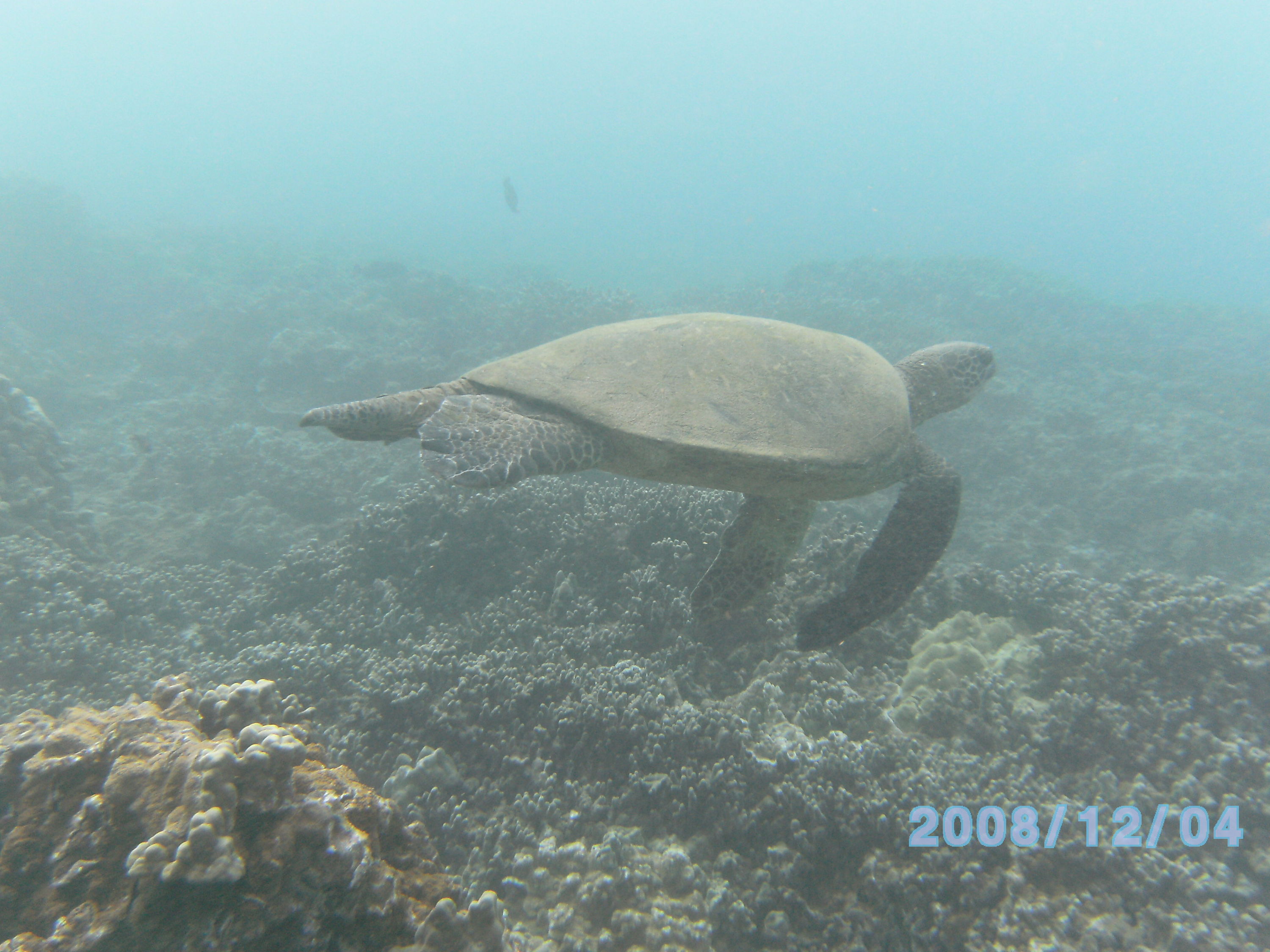 Turtle swiming off Ka'anapali beach, Maui