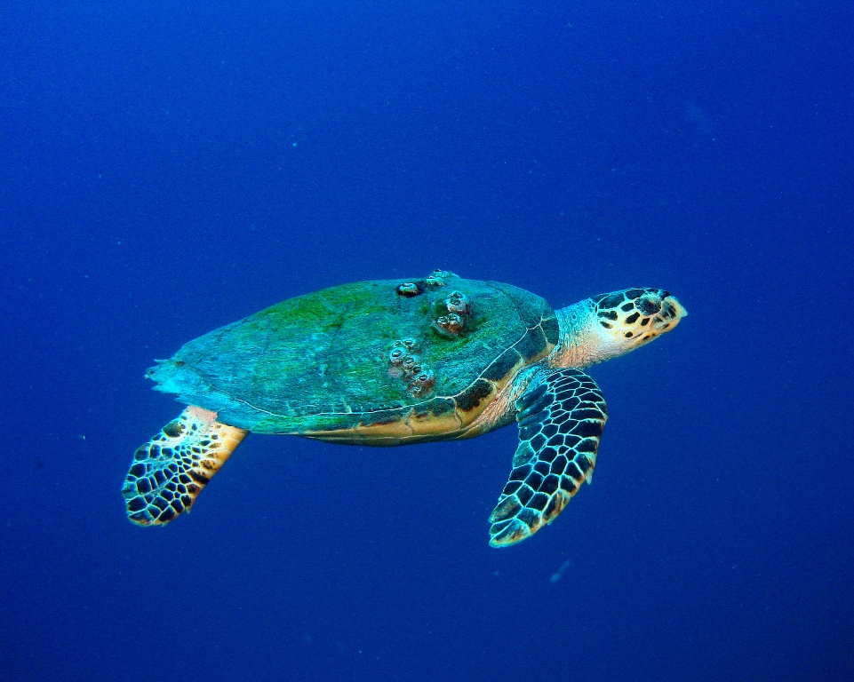 Turtle Swimming On The Spiegel Grove