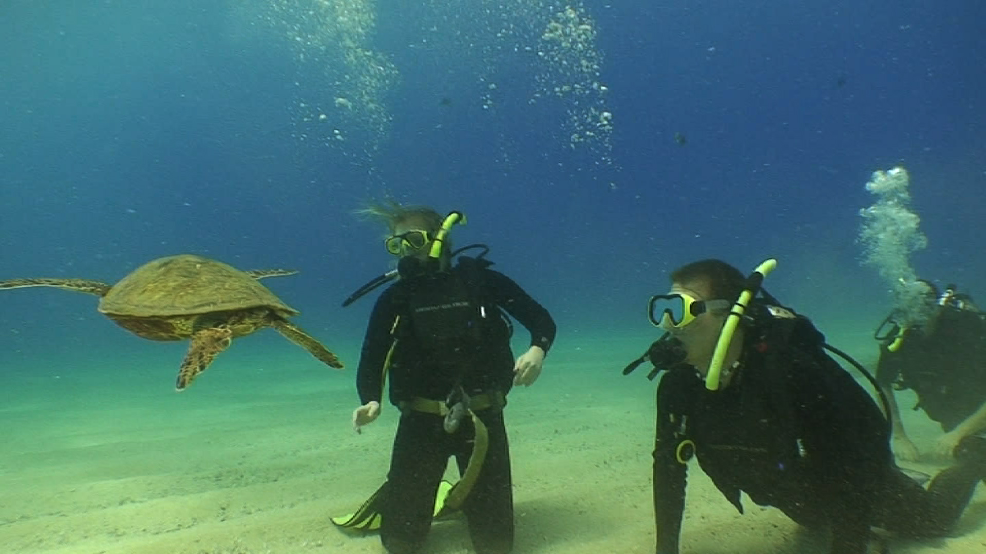 turtle with divers