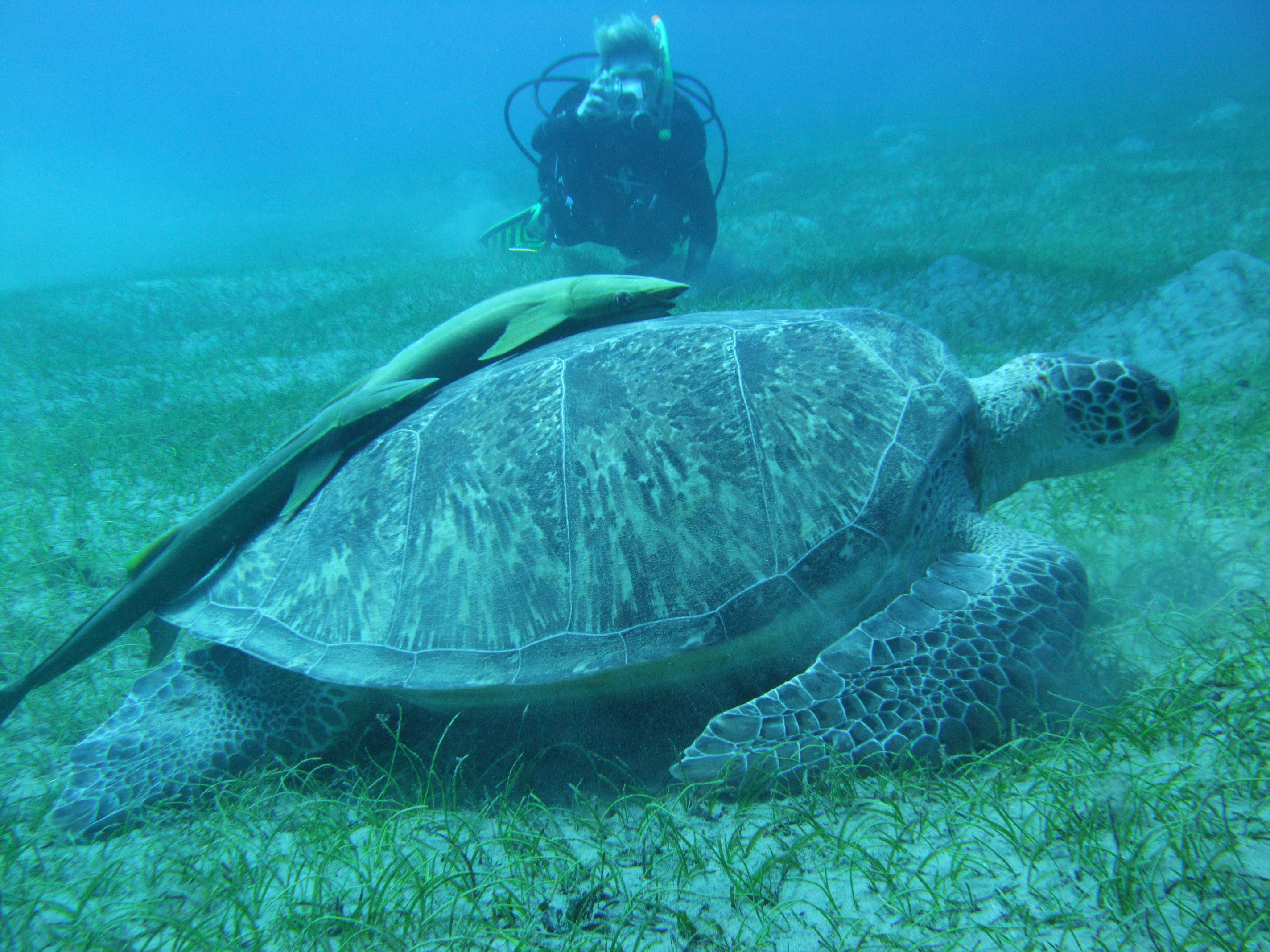 Turtle with me in the background.