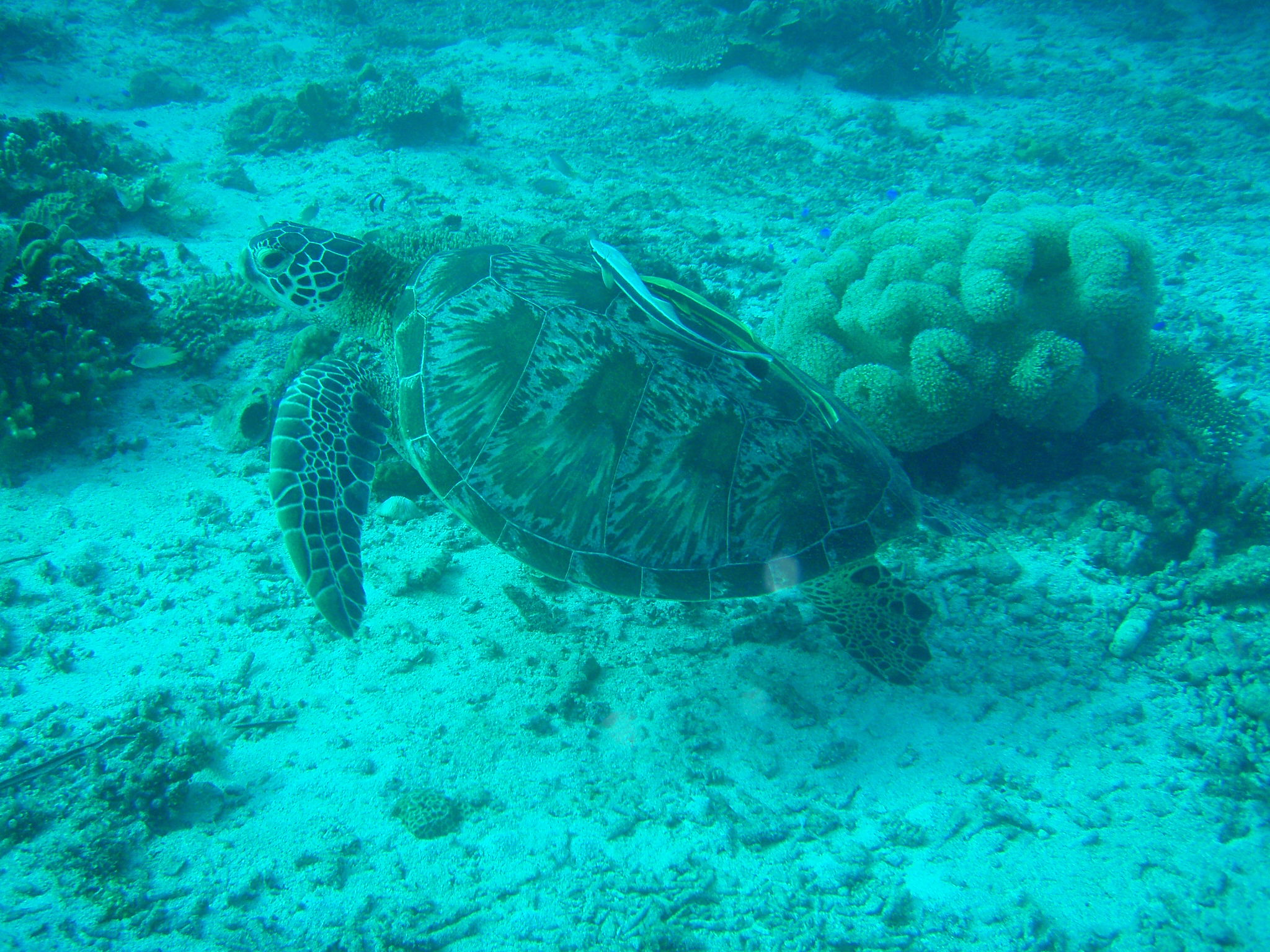 Turtle with Remora