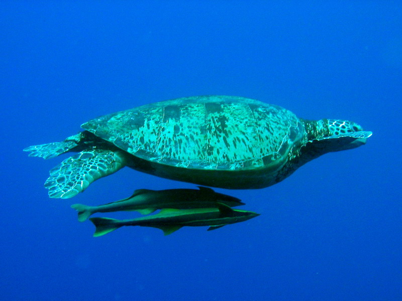 Turtle with Remora