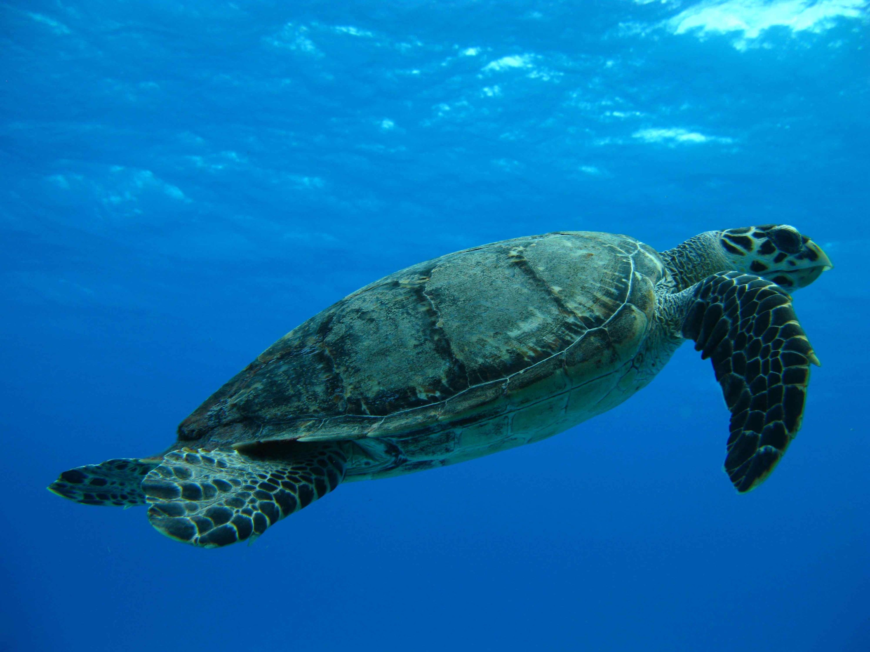 Turtle