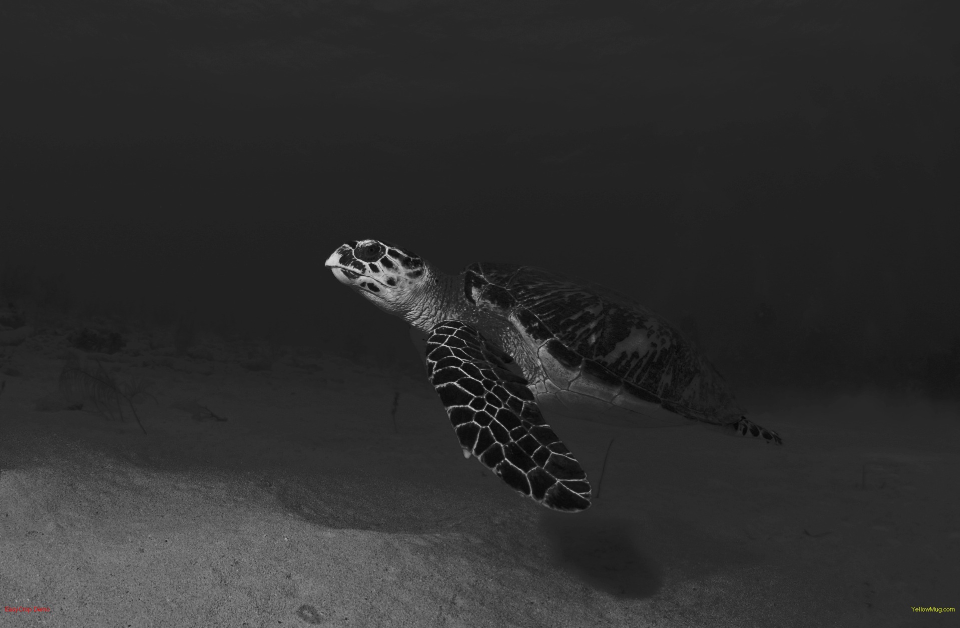 turtle