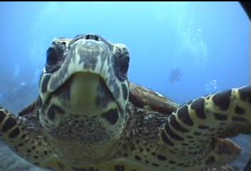 turtle