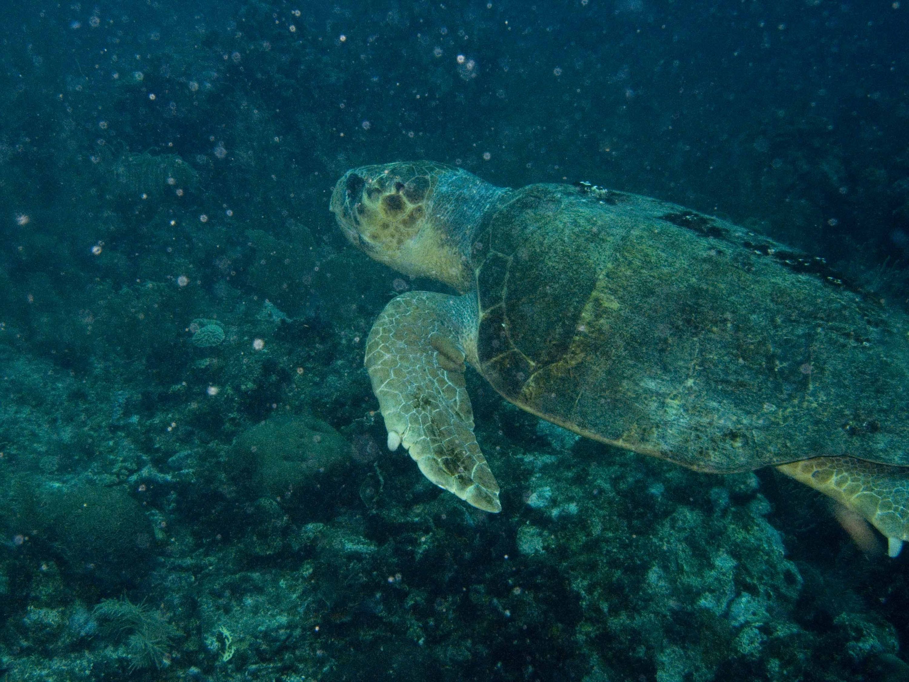 Turtle