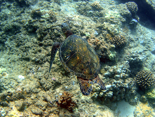 Turtle