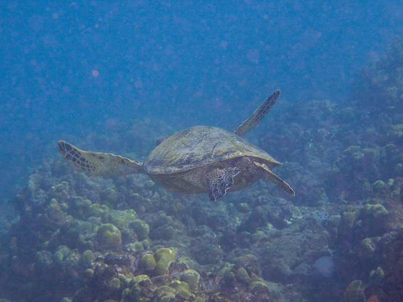 turtle