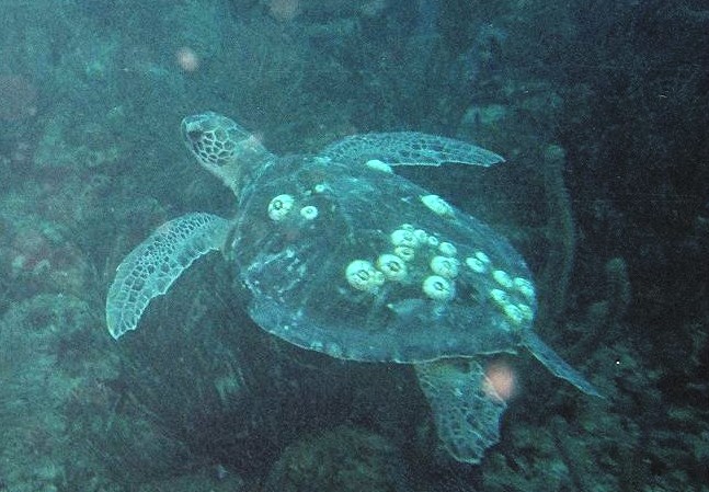 Turtle15