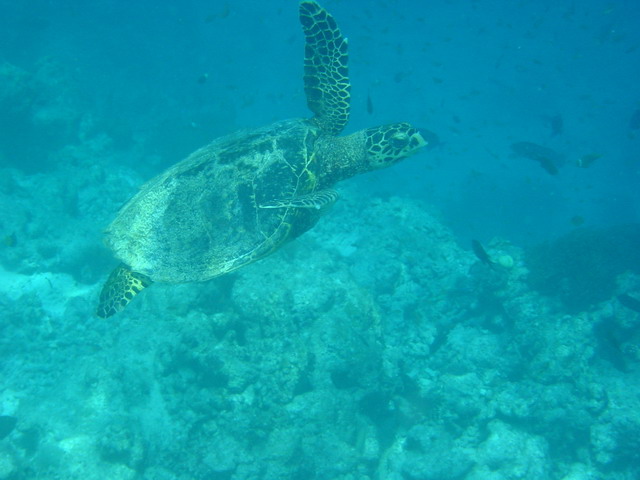 turtle1821