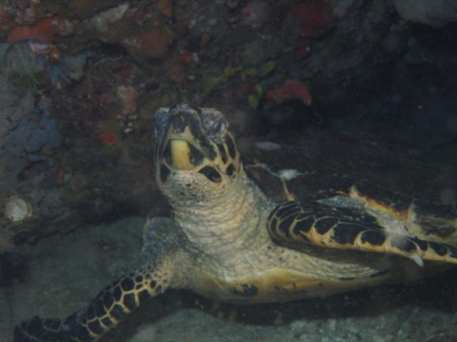 TURTLE25