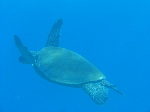 turtle29