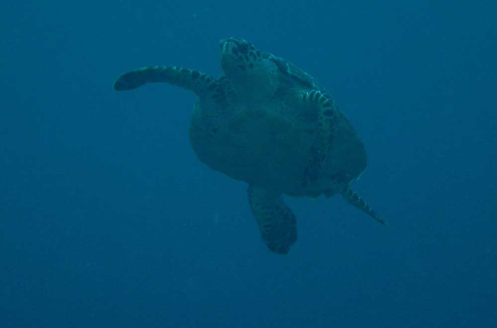 turtle510