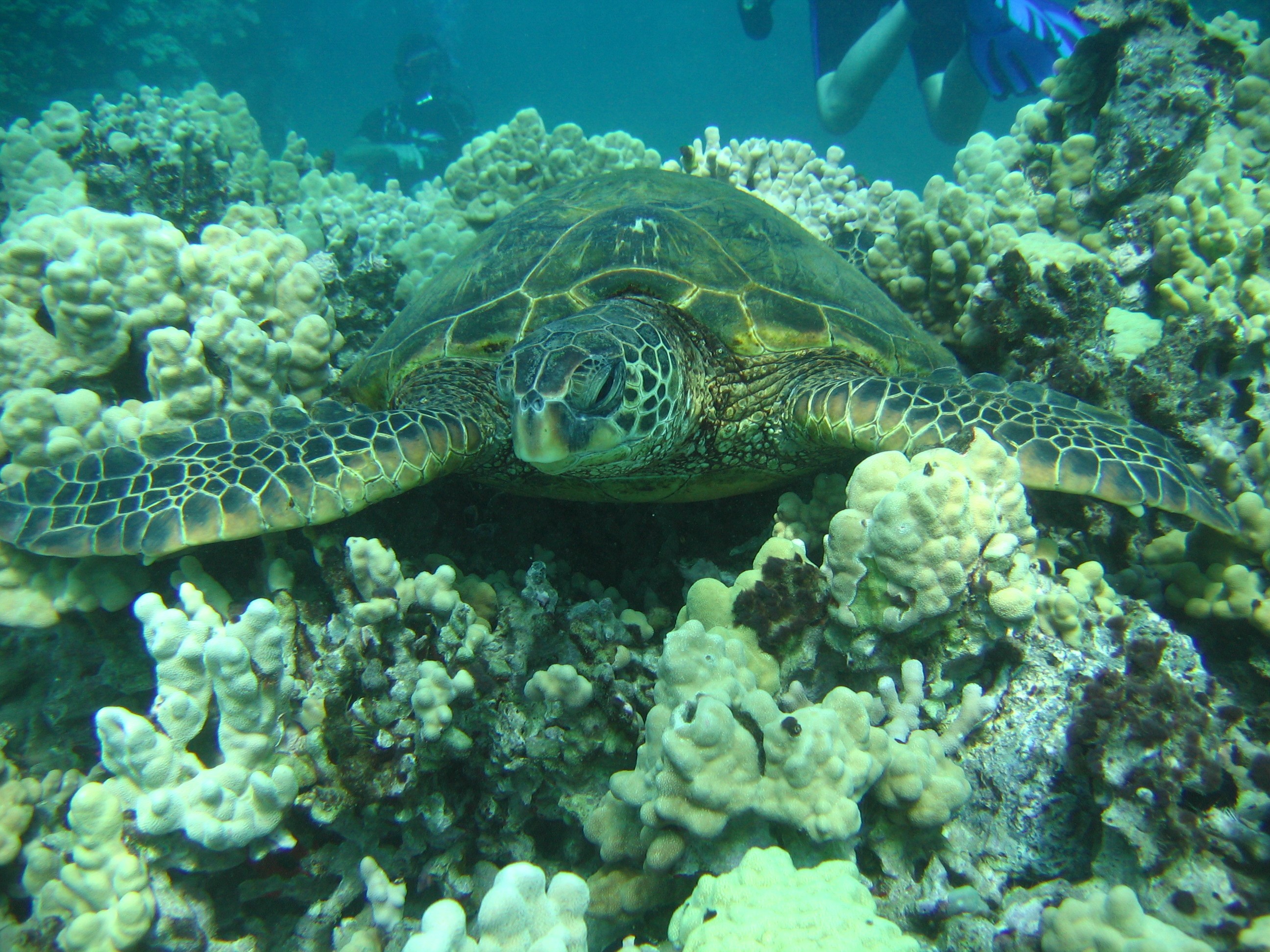 Turtle_11