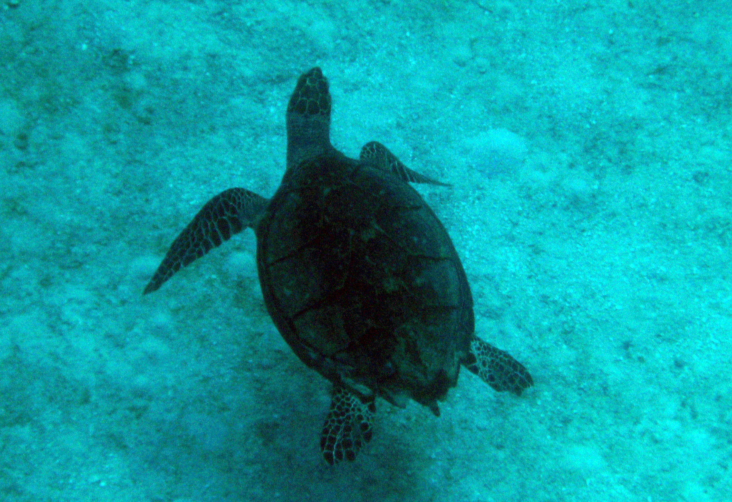 turtle_1_2