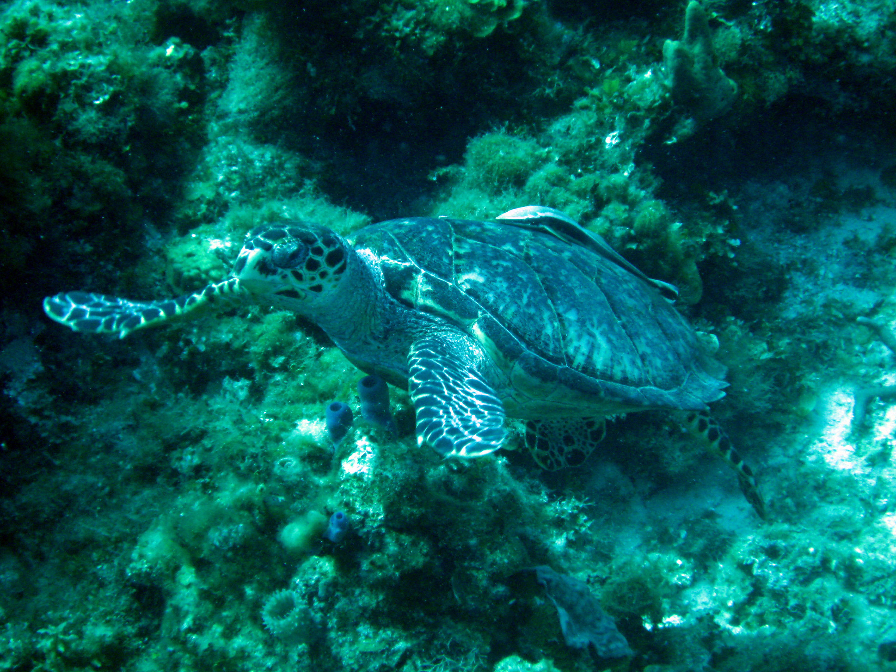 turtle_2_3