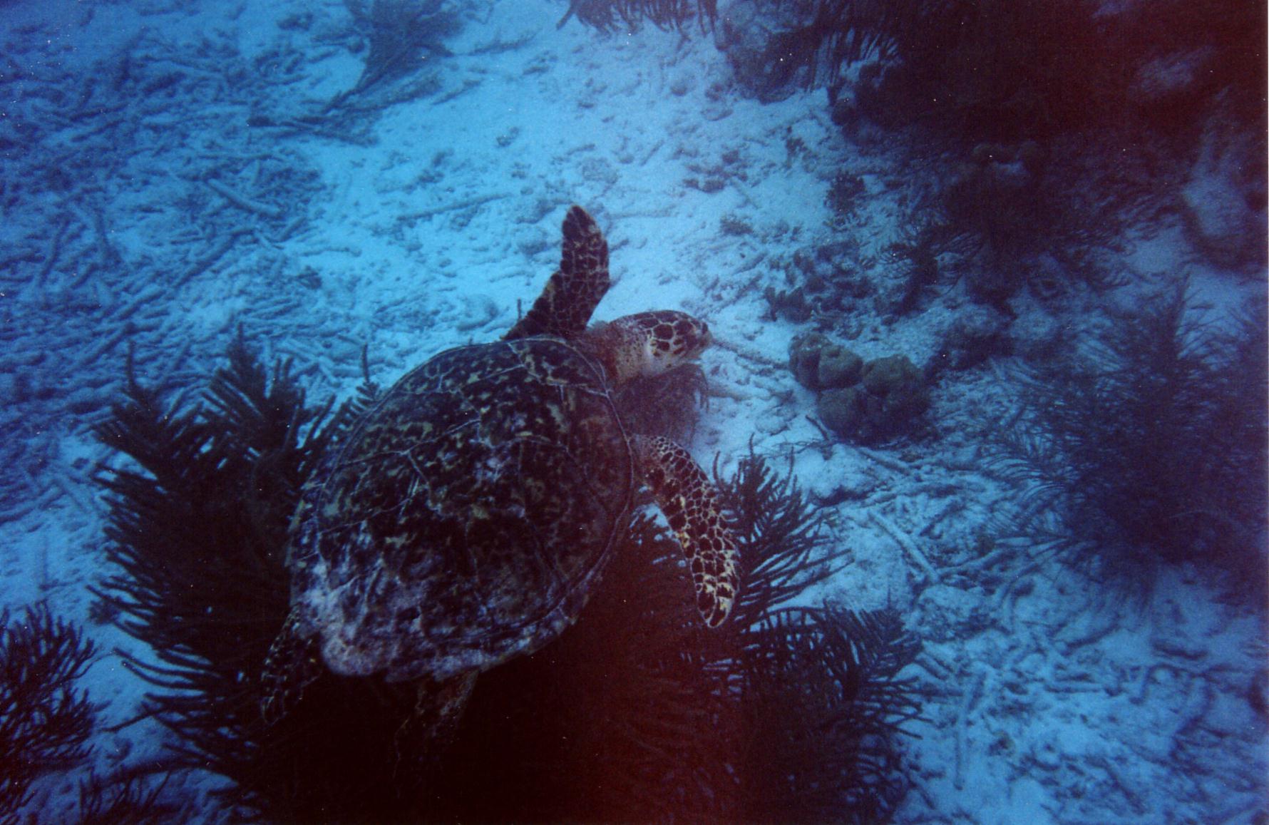Turtle_3_Bonaire_2004