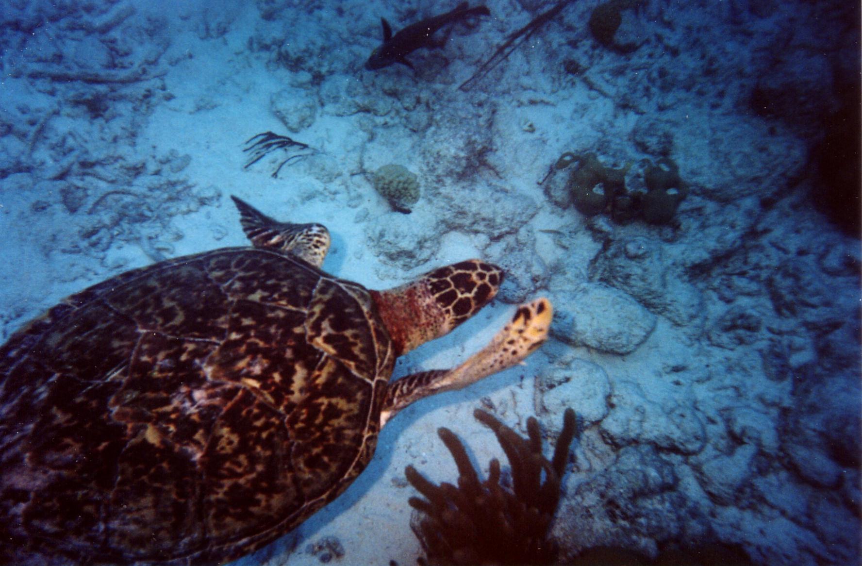 Turtle_4_Bonaire_2004