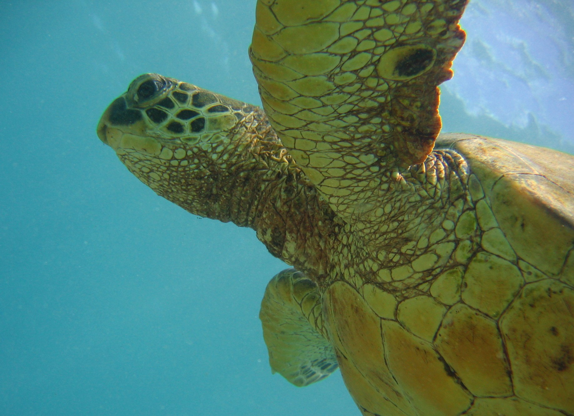 Turtle_61
