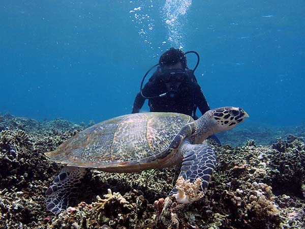 turtle_and_diver_2